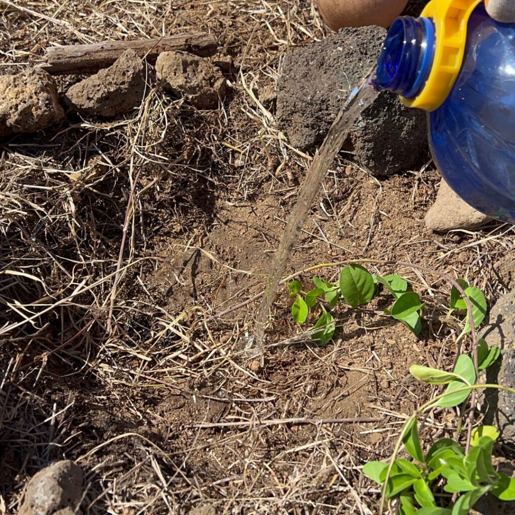 Kaloko Inlet Restoration: The Ultimate Coastal Volunteer Opportunity Hawaii Calling a person pouring water from a blue plastic jug into a small plant