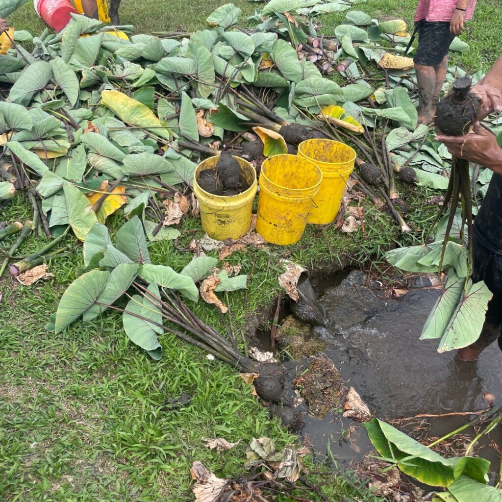 Kākoʻo ʻŌiwi Volunteer Initiative: Unveiling the Spectacular Legacy of Lo'i Hawaii Calling a group of people standing around a pile of leaves and buckets