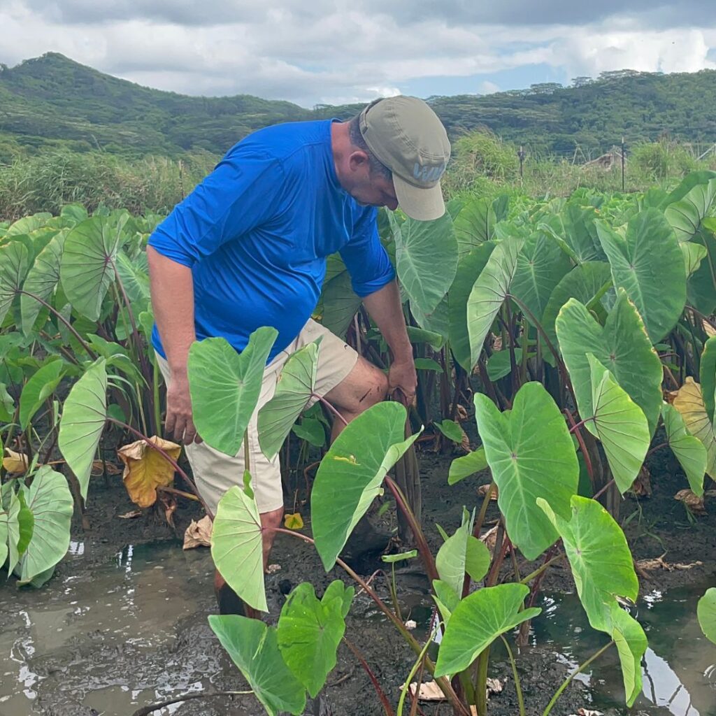 Kākoʻo ʻŌiwi Volunteer Initiative: Unveiling the Spectacular Legacy of Lo'i Hawaii Calling a man in a field of plants