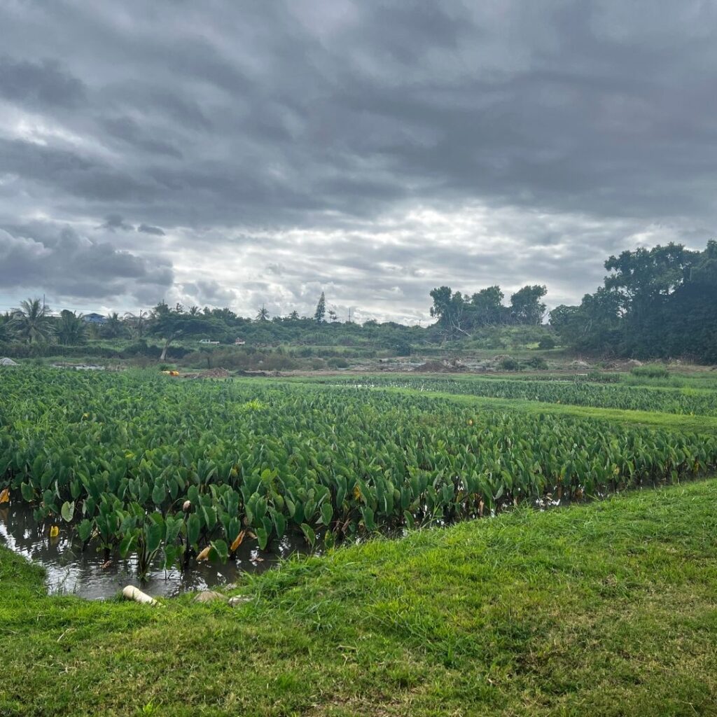 Kākoʻo ʻŌiwi Volunteer Initiative: Unveiling the Spectacular Legacy of Lo'i Hawaii Calling View of the amazing Kalo Fields while being a Kākoʻo ʻŌiwi volunteer.