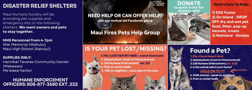 Donate to Trusted Maui Charities | Reputable Ways to Help Lāhainā Fire Victims Hawaii Calling a collage of posters with a dog and cat