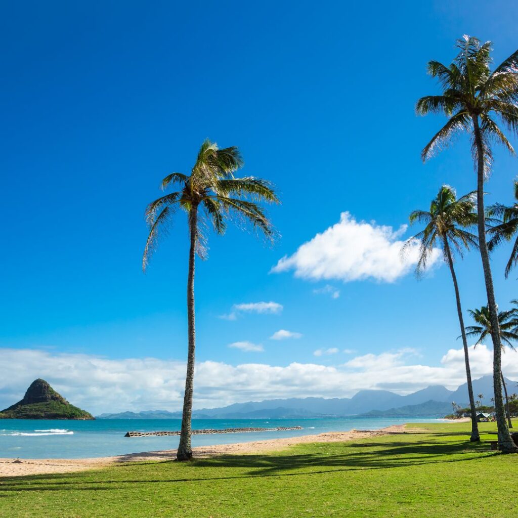 Top 50 Free And Cheap Things To Do On Oahu (2025) Hawaii Calling a palm trees on a beach