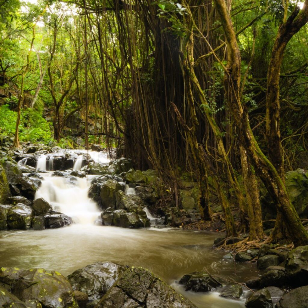 10 Spectacular Waterfall Hikes on Oahu Hawaii Calling Kapena falls is one of the best waterfall hikes on oahu