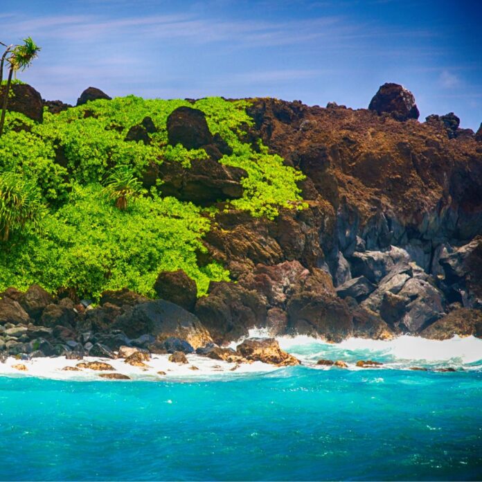 a rocky shore with a palm tree and blue water