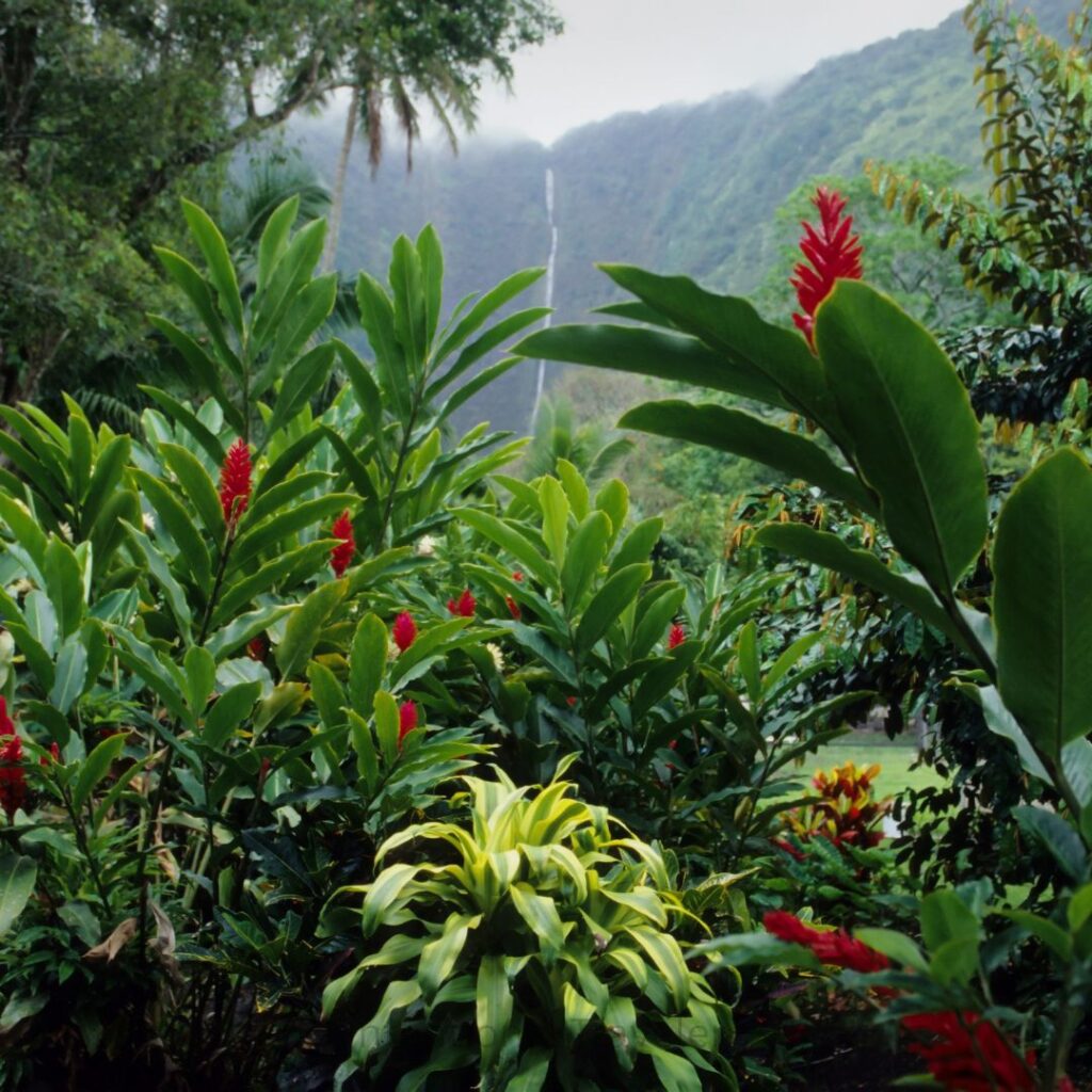 a group of plants with red flowers