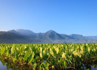 a green plants growing in a body of water