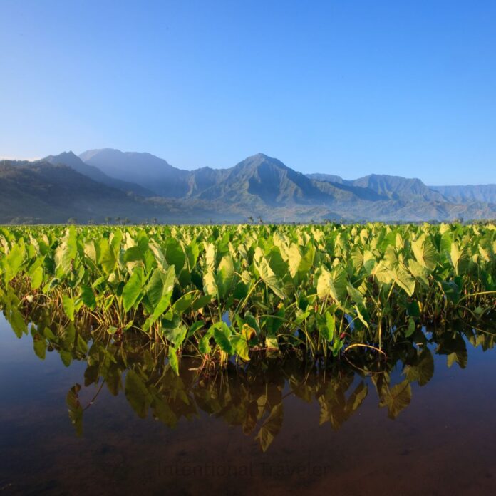 a green plants growing in a body of water