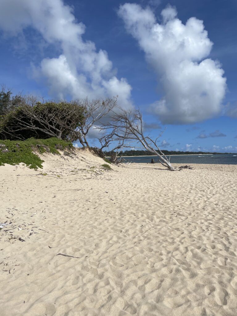 a sandy beach with trees and water in the background