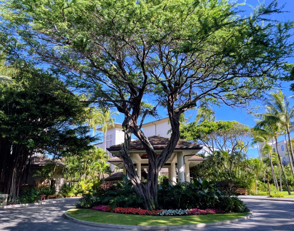Hawai'i’s Michelin Key Hotels: A Complete Guide to the Islands’ Top Luxury Properties (2025) Hawaii Calling a tree in a circle surrounded by flowers