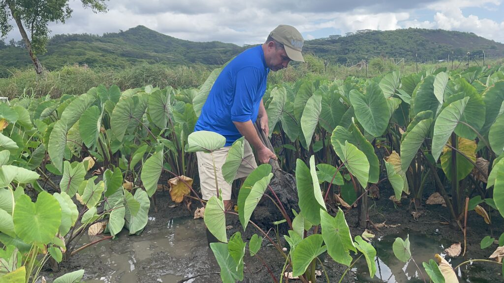Best Time to Visit O‘ahu: Weather, Crowds & Culture Hawaii Calling a man in a field of plants