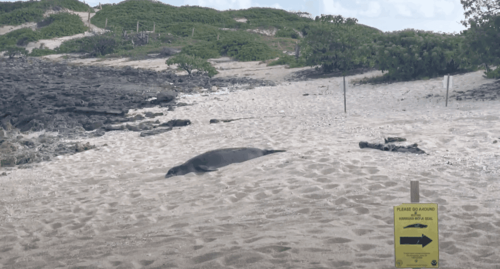 a seal lying on sand